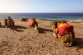 Touristics camels on the dromedary terrace of Tangier