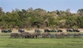 Tourists aboard a fleet of safari jeeps watch a herd of wild elephants heading for a drink in Minneriya National Park.