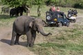 Tourists aboard a safari jeep watch a herd of wild elephants grazing in Minneriya National Park.