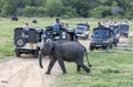 Tourists aboard safari jeeps watch a herd of wild elephants grazing in Minneriya National Park.