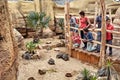 Tourists admiring radiated tortoises Astrochelys radiata