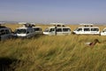 Tourists with African Lion, panthera leo, Male with a Kill, a Zebra, Masai Mara Park in Kenya