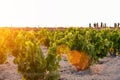 Tourists in the background visits vineyards