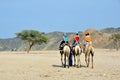 Tourists on camel