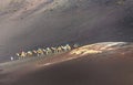 Tourists on a camel safari