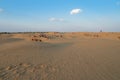 Tourists with camels, Camelus dromedarius, at sand dunes of Thar desert, Rajasthan, India. Camel riding is a favourite activity Royalty Free Stock Photo