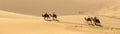 Tourists on camels in the dunes of the Gobi Desert, Mongolia Royalty Free Stock Photo
