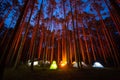 Tourists Camping In Pine Forest At Night