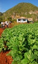 Tourists can be seen visiting Tobacco plantation in Vinales, Cuba