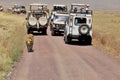 tourists in a car looking a lion