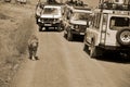 Tourists in a car looking a lion