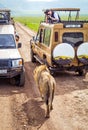 Tourists in Cars watching a group of lionesses during a typical day of a safari