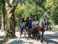 Tourists in Central Park NYC riding in a horse and buggy Royalty Free Stock Photo