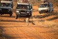 Tourists chase cheetah on the dirty road in off road cars on their game drive.