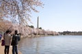 Tourists at Cherry Blossom Festival