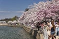 Tourists at the Cherry Blossom Festival Royalty Free Stock Photo