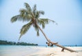 Tourists climb on coconut palms leaning out into the sea by the beach on Koh Kood