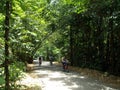 Tourists cycling on a road in Pulau Ubin, Singapore