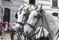 Tourists discover the Vienna Capital by Horseback