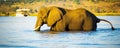 Tourists On Elephant Safari Africa Royalty Free Stock Photo