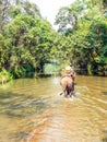 Tourists elephant trekking