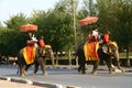 Tourists on elephants