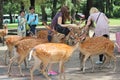 Tourists enjoy the cookies with deer on sideway. Royalty Free Stock Photo