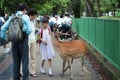 Tourists enjoy the cookies with deer on sideway. Royalty Free Stock Photo