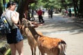 Tourists enjoy the cookies with deer on sideway. Royalty Free Stock Photo
