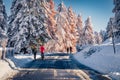 Tourists enjoy the first snow traveling among the snow-covered larch and fir trees.