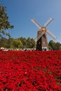 Tourists enjoy a sea of blooming poinsettia trees