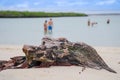 Tourists enjoying the time in at beautiful sandy beach of Tortuga Bay in Santa Cruz, Galapagos Islands Royalty Free Stock Photo