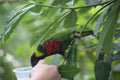 Tourists feed bird