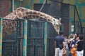 Tourists feed a giraffe