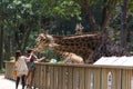 Tourists feed the giraffes