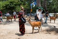 Tourists feed wild sika deers with crackers cookies Senbei in Nara park, Japan