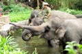 Tourists feeding Asian Elephants (Elephas maximus)