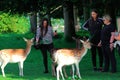 Tourists feeding deer