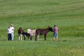 Tourists Feeding Feral Donkeys