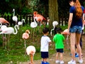Tourists feeding flamingos