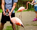 Tourists feeding flamingos