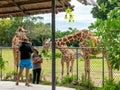 Tourists feeding the giraffe at Calauit Safari, Palawan, Philippines Nov 15,2018