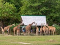 Tourists feeding the giraffe at Calauit Safari, Palawan, Philippines Nov 15,2018