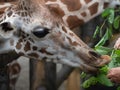 Tourists feeding giraffes Royalty Free Stock Photo