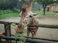 Tourists feeding giraffes Royalty Free Stock Photo