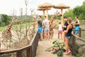 Tourists feeding giraffes