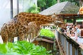 Tourists feeding giraffes at the zoo Royalty Free Stock Photo