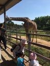 The tourists are feeding the giraffes at the zoo Royalty Free Stock Photo