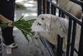 Tourists feeding sheep grass at a farm