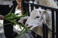 Tourists feeding sheep grass at a farm